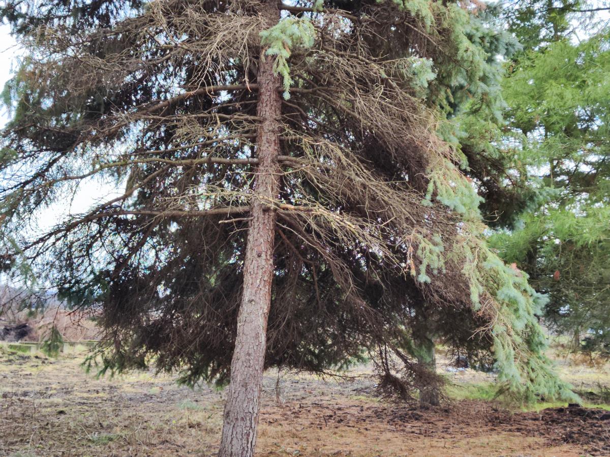 Gradjevinsko zemljište veće površine sa poslovnim objektima na glavnom putu u Glogovcu