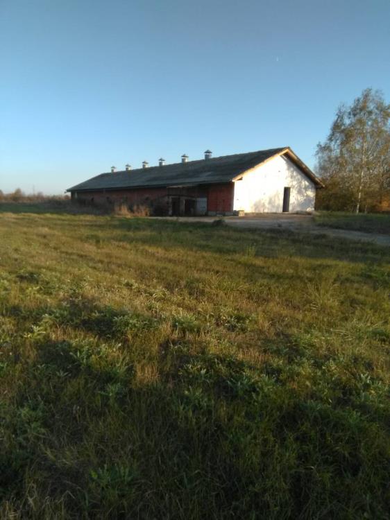 Farma za proizvodnju konzumnih jaja u blizini Despotovca