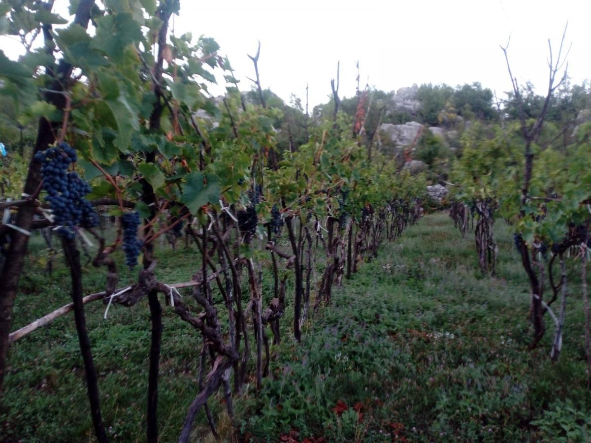 Gallery image 13
