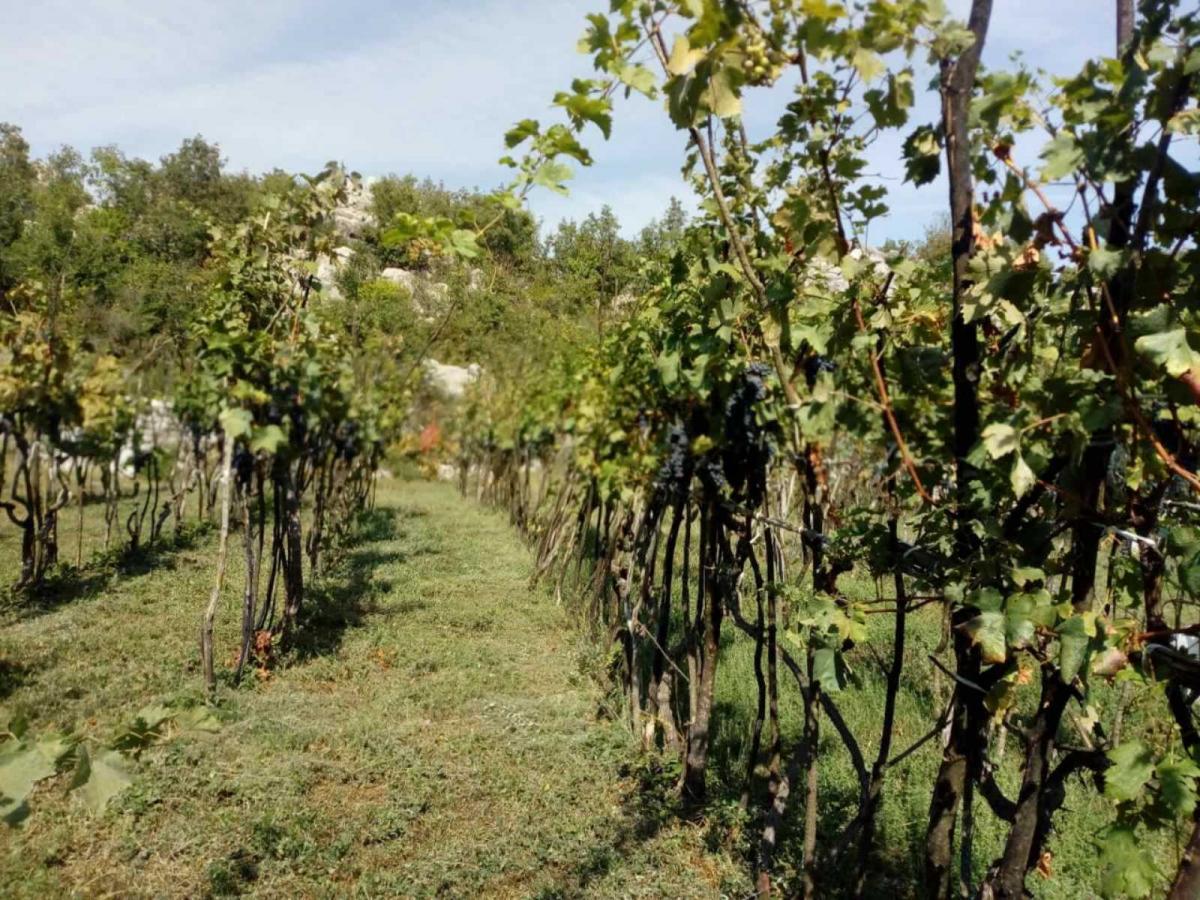 Gallery image 12