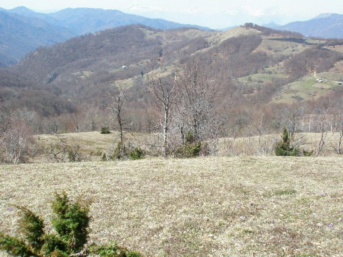 Gallery image 1