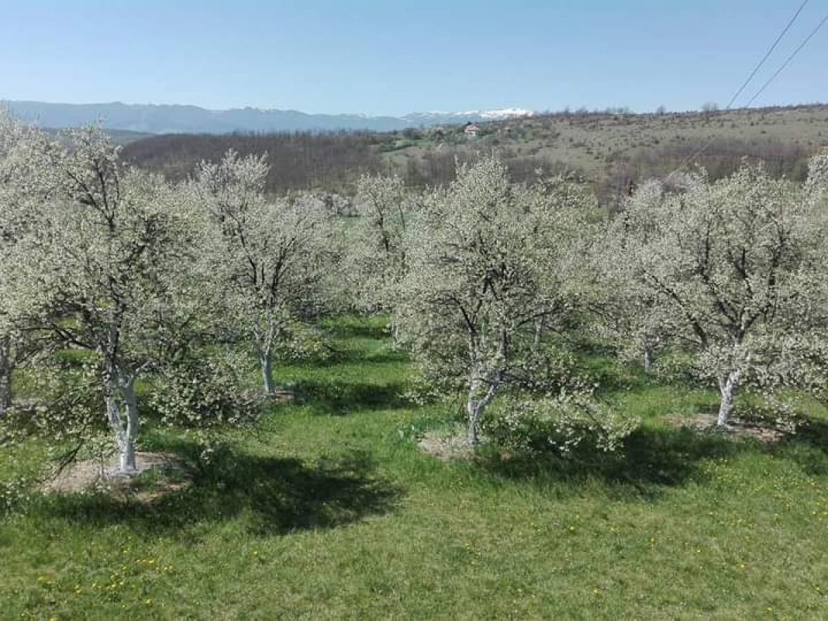 Gallery image 5